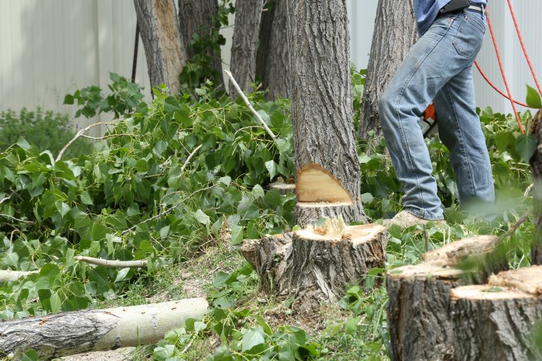 Tree Care Honolulu Image